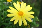 Yellow Daisy